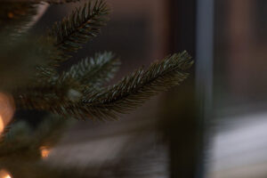 close-up photo of a branch on a Christmas tree