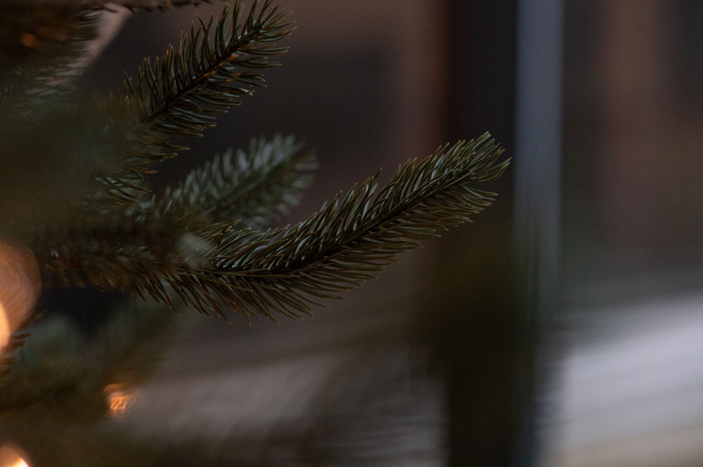 close-up photo of a branch on a Christmas tree